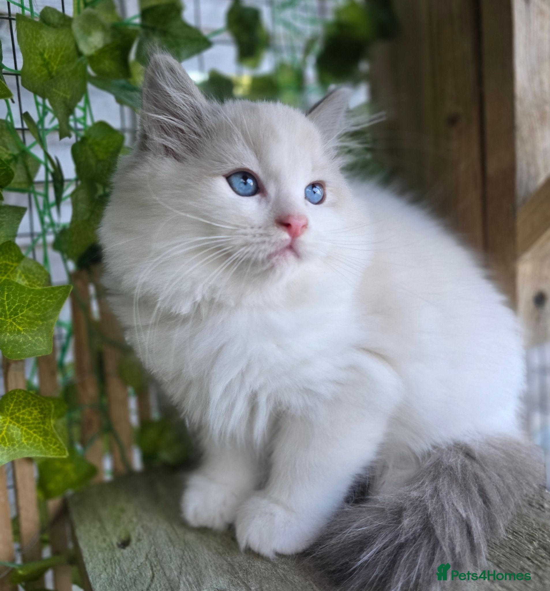 Ragdoll cats 💓please read🩵🏆European Champion lines 💫Tica - Advert 2