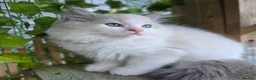 Ragdoll cats for sale: 💓please read🩵🏆European Champion lines 💫Tica - Advert 5