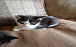 Bengal cats for sale: Beautiful kitten - Advert 4