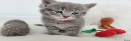 British Shorthair cats for sale: British shorthair kittens  - Advert 10