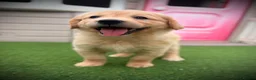 Golden Retriever dogs for sale: Kc registered golden retriever puppies !!! - Advert 6