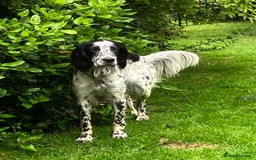 English Setter dogs for sale: 2yr. Pedigree working English setter sale/share - Image 21