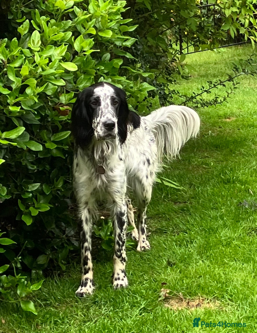 English Setter dogs for sale: 2yr. Pedigree working English setter sale/share - Image 21