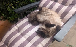 Ragdoll cats for stud: Beautiful MINK seal chocolate stud  - Image 14