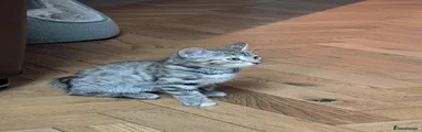kitten2 
