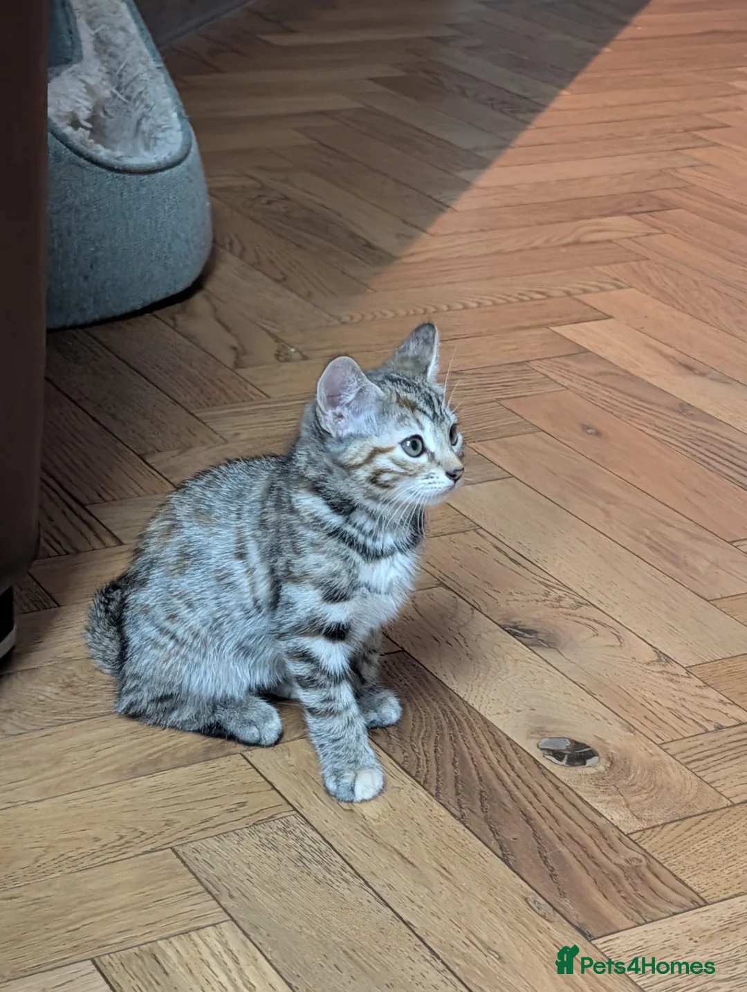 Toyger cats for sale: 3 Baby Toyger Kittens Looking For New Homes - Advert 2