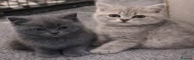 British Shorthair Kitten 1