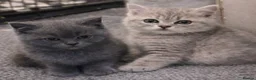 British Shorthair cats for sale: Beautiful British short hair - Advert 5