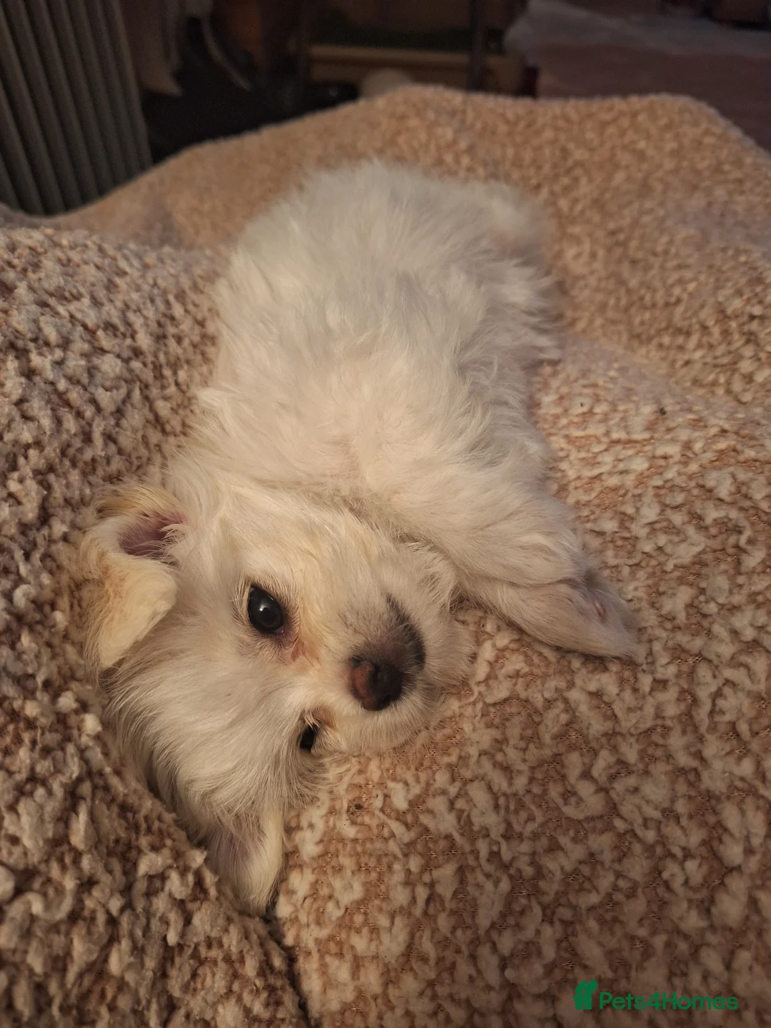 Mixed Breed dogs for sale: Maltese x Chihuahua puppies for sale in Blackpool - Advert 2