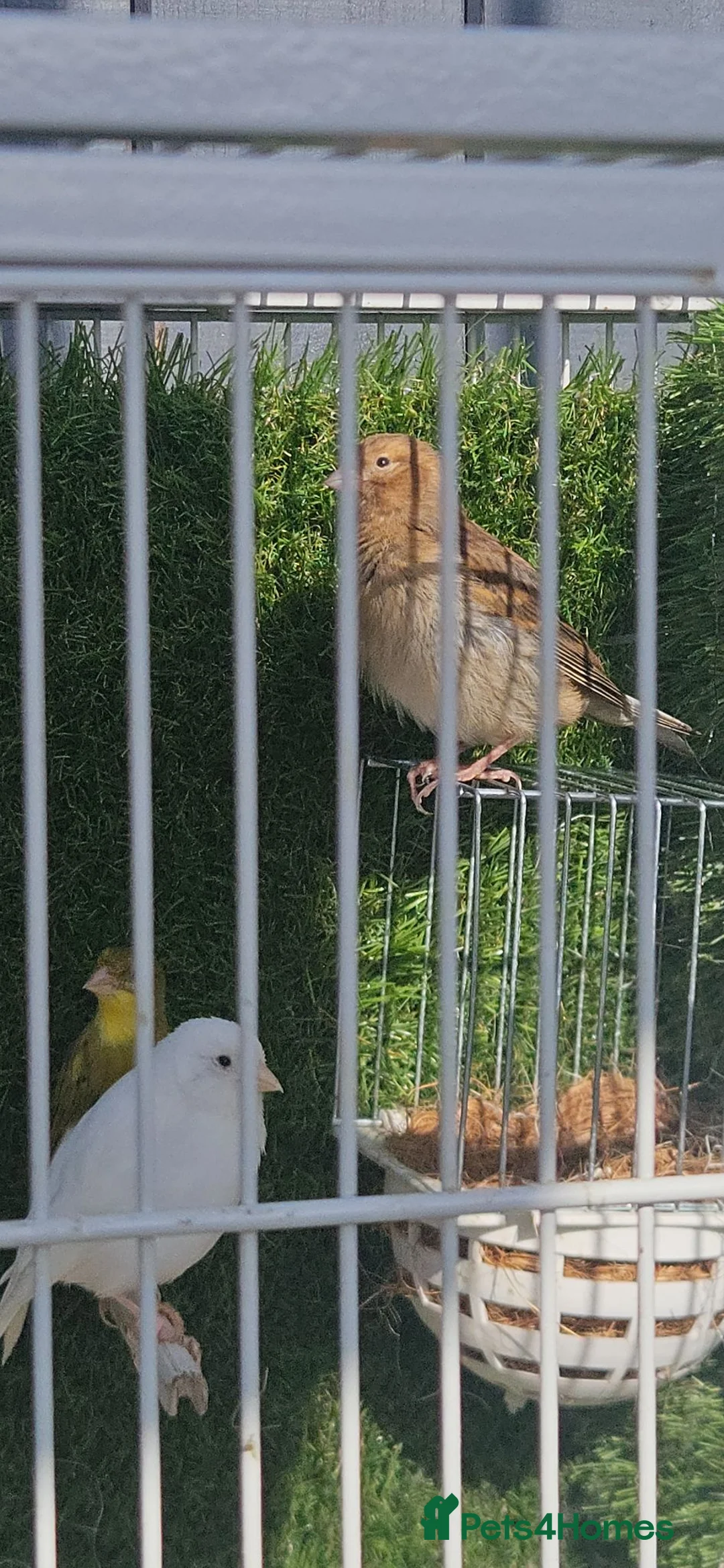 Canaries birds for sale: Canaries  - Advert 2