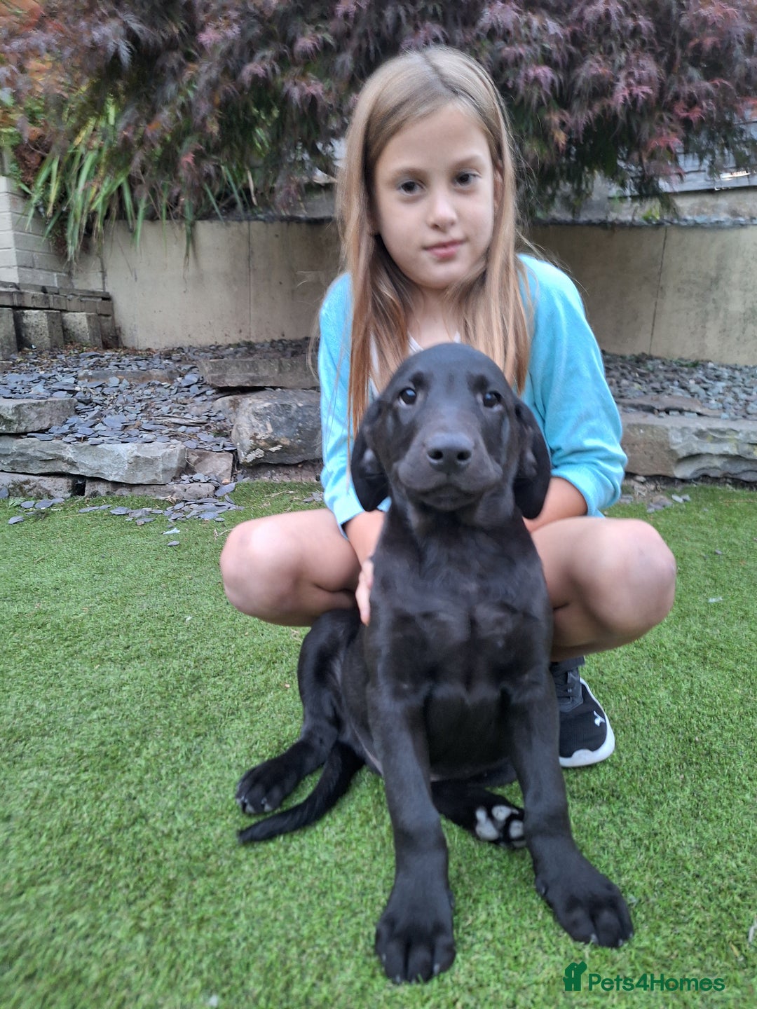 Labrador Retriever dogs for sale: ONLY 2 LEFT. Beautiful Healthy Labrador Puppies - Image 25