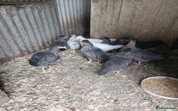 Chickens poultry for sale: Pol pullets - Image 2