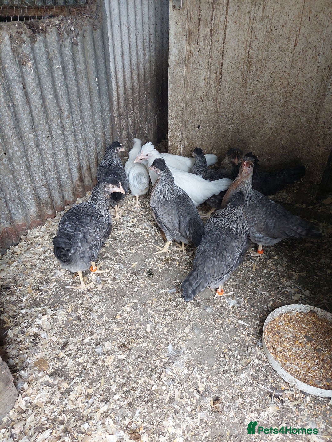 Chickens poultry for sale: Pol pullets - Image 2