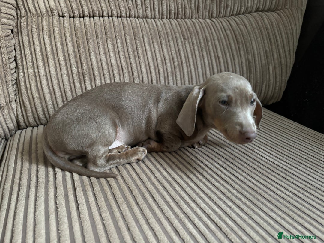 Dachshund dogs for sale: Dachshund (Girl)  - Advert 2
