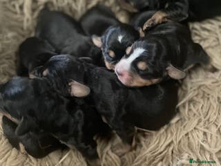 Mixed Breed dogs Beautiful Border Terrier X Show cocker spaniels - Advert 4