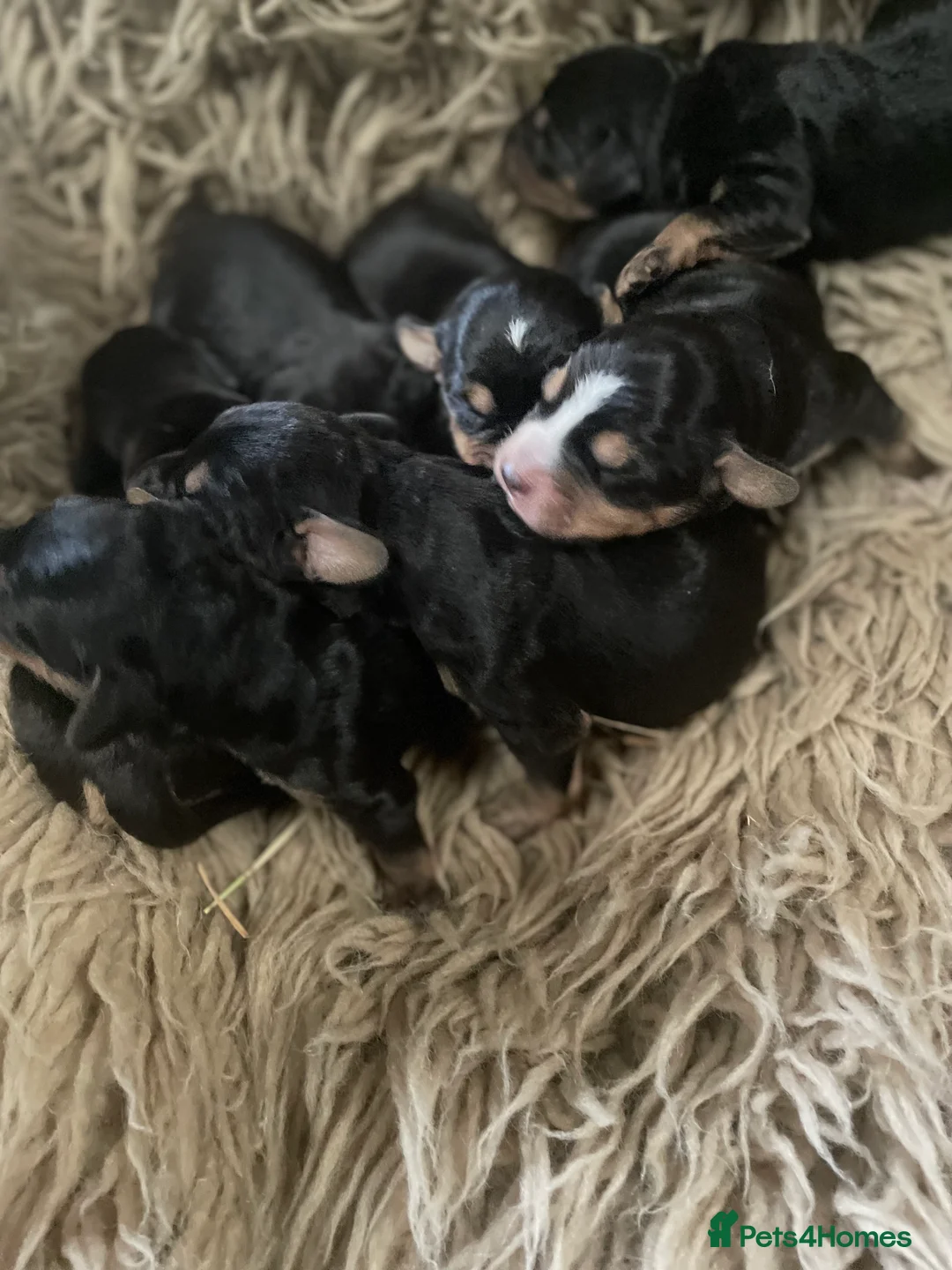 Mixed Breed dogs for sale: Beautiful Border Terrier X Show cocker spaniels  - Advert 6