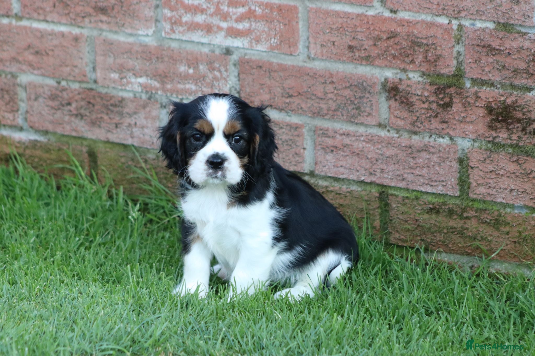Cavalier King Charles Spaniel dogs PUG x CAVALIER puppies for sale  - Advert 1