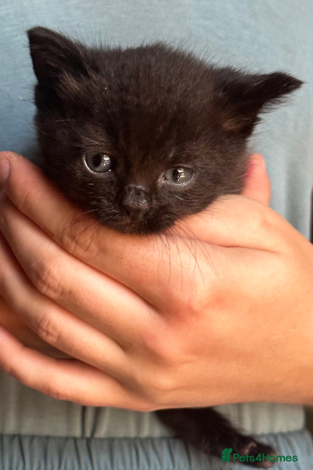 British Shorthair cats for sale: British blue short hair x ragdoll kittens - Image 11