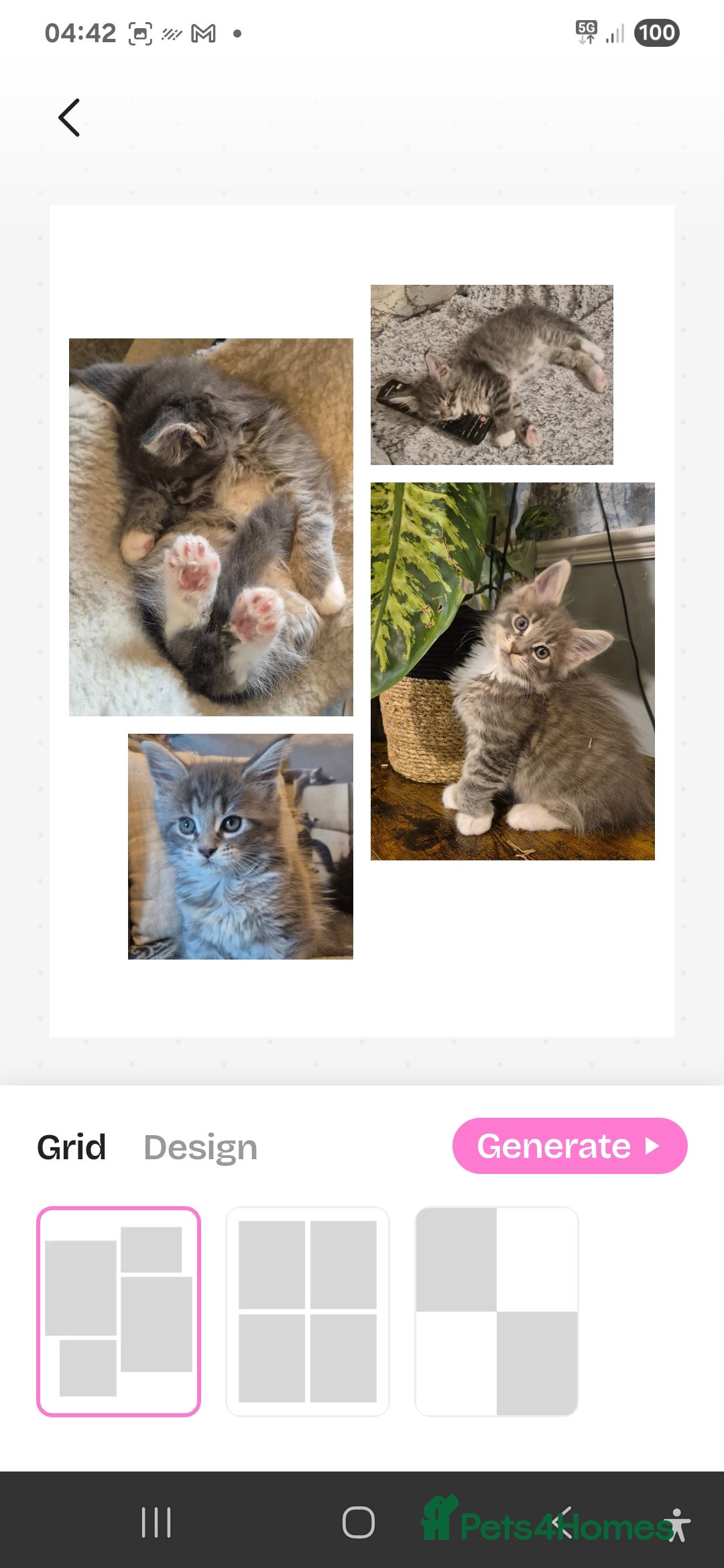 Maine Coon cats for sale: GCCF registered Pedigree Maine Coon Kittens - Advert 32