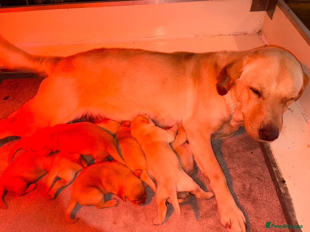 Labrador Retriever dogs for sale: KC REG YELLOW LABRADOR RETRIEVERS - Advert 2