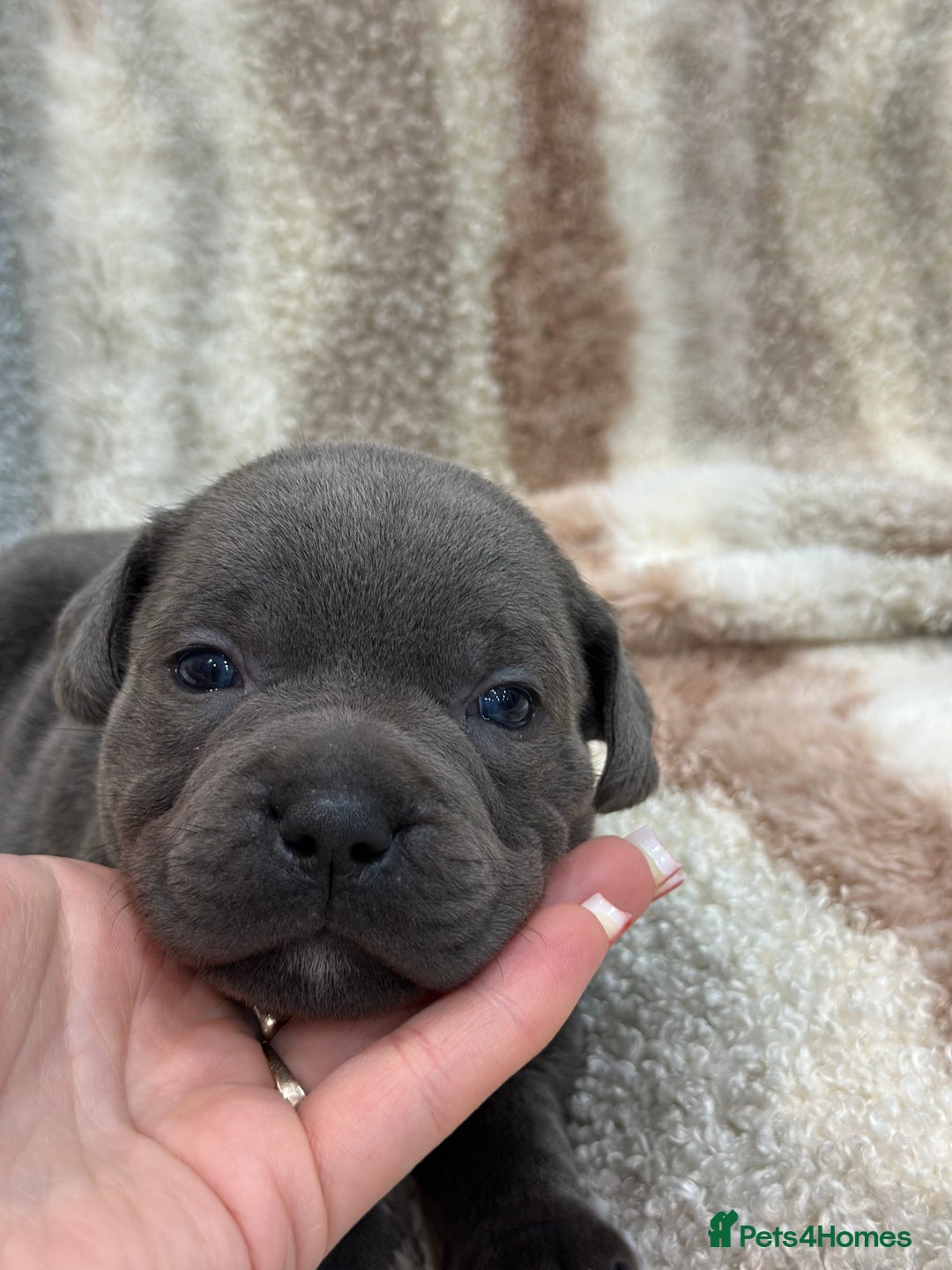 Staffordshire Bull Terrier dogs for sale: ✨🥰🐶 KC Registered Staffordshire Bull Terrier  🐾 - Advert 8