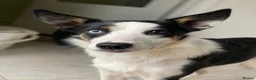 Border Collie dogs for sale: Meg the Border Collie for Adoption - Advert 4