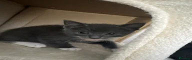 Kitten 3 