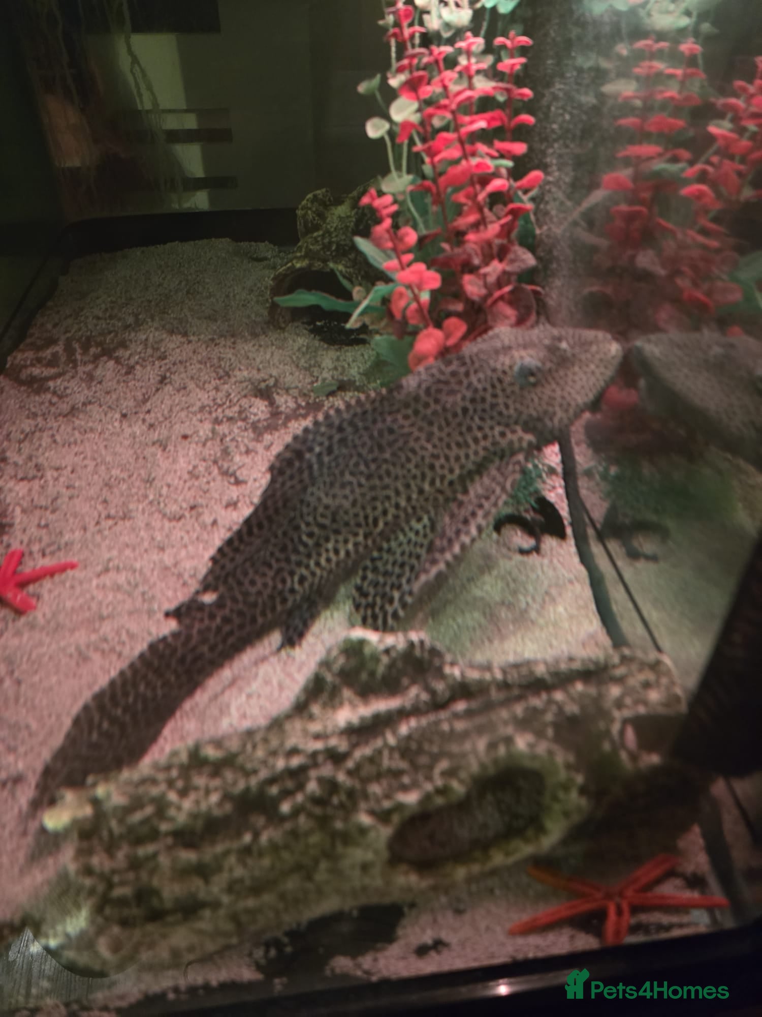 Catfish fish Plec for good home - Advert 2