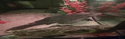Catfish fish for sale: Plec for good home - Advert 1