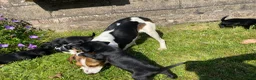 Bocker dogs for sale: Beautiful Beagle x cocker spaniel puppies  - Advert 3