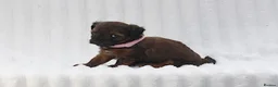 Mixed Breed dogs for sale: Havatoodle Pups - Advert 9