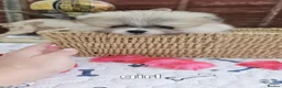 Pomeranian dogs for sale: Adorable Pomeranian Puppies for Sale  in Tamworth - Advert 12