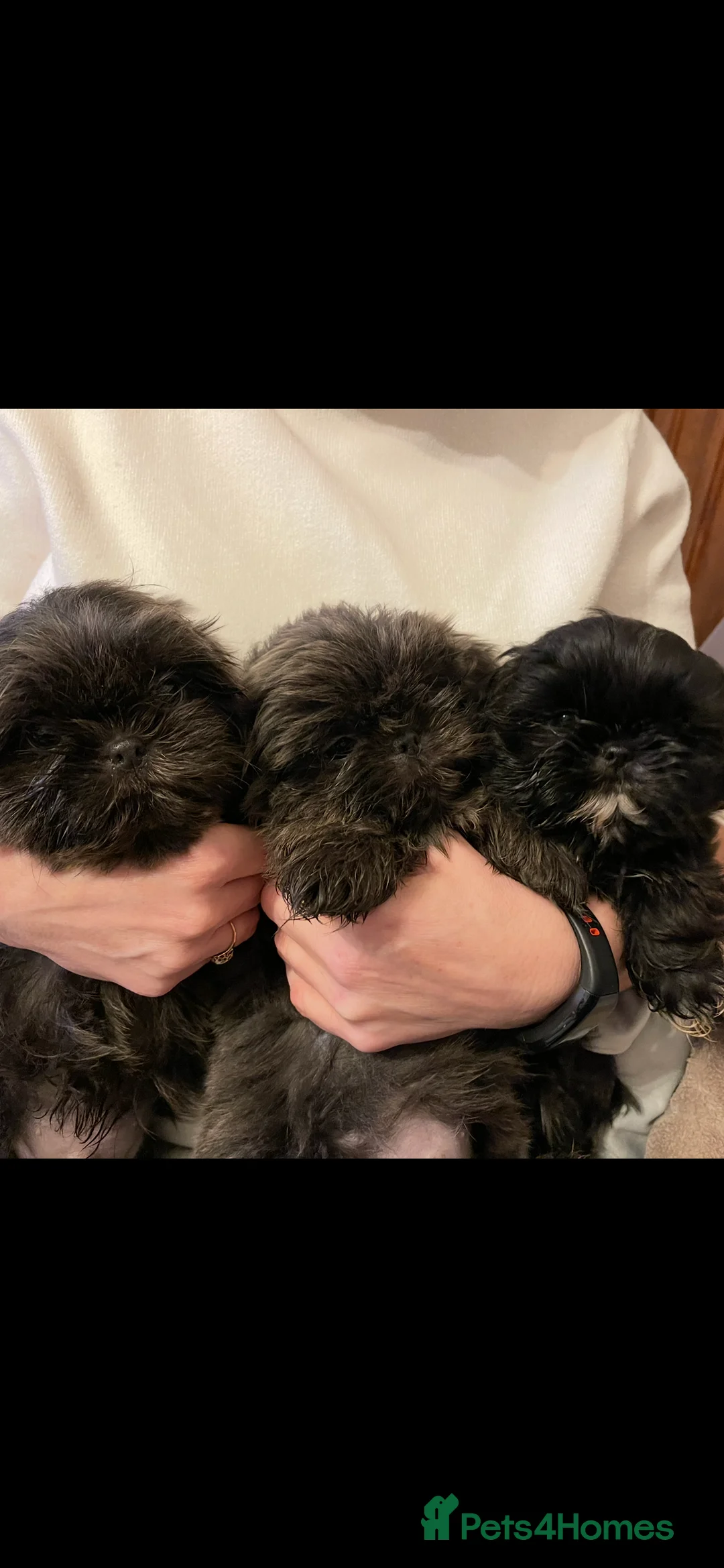 Shih Tzu dogs for sale:  imperial shihtzu dobie carriers karishishi only 2 - Advert 6