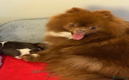 Pomeranian dogs for sale: Chocolate party & chocolate sable party Merle boys - Image 12
