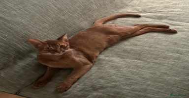 Abyssinian cats - Advert 5