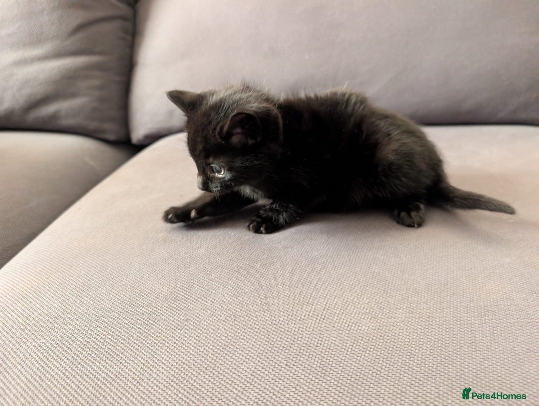 Domestic Shorthair cats for sale: Adorable domestic shorthair kittens, ready to go - Advert 13