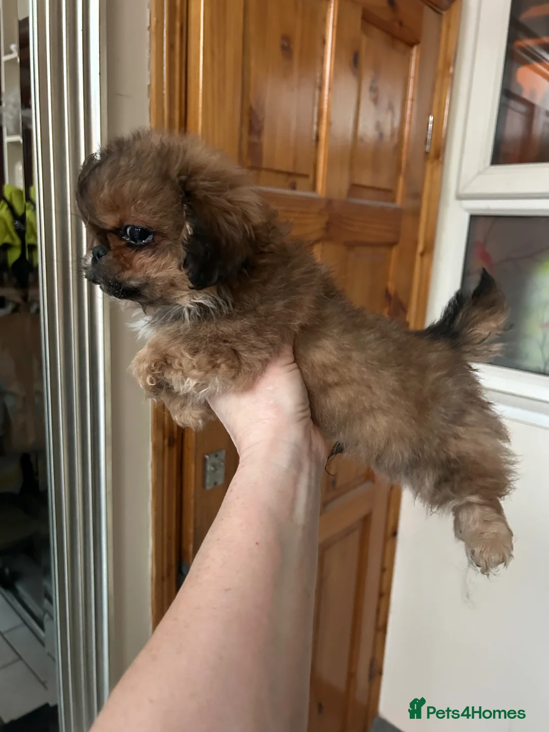 Pekingese dogs for sale: Little boy looking for a loving home. - Advert 2