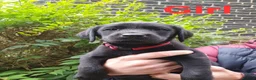 Labrador Retriever dogs for sale: Beautiful Labrador Retriever puppies  - Advert 7