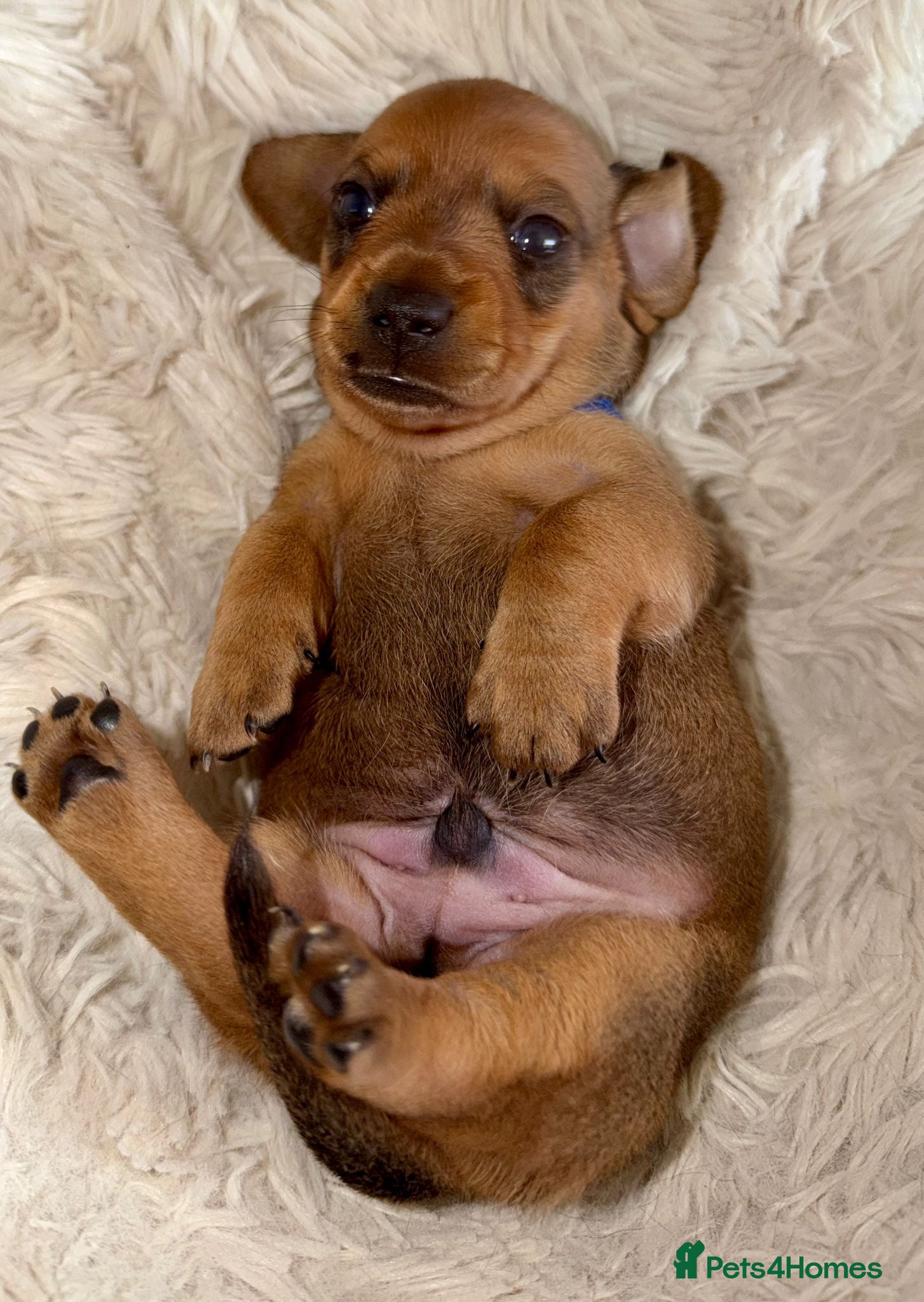 Miniature Dachshund dogs Your new best friend awaits🥰 5 gorgeous boys🩵 - Advert 11