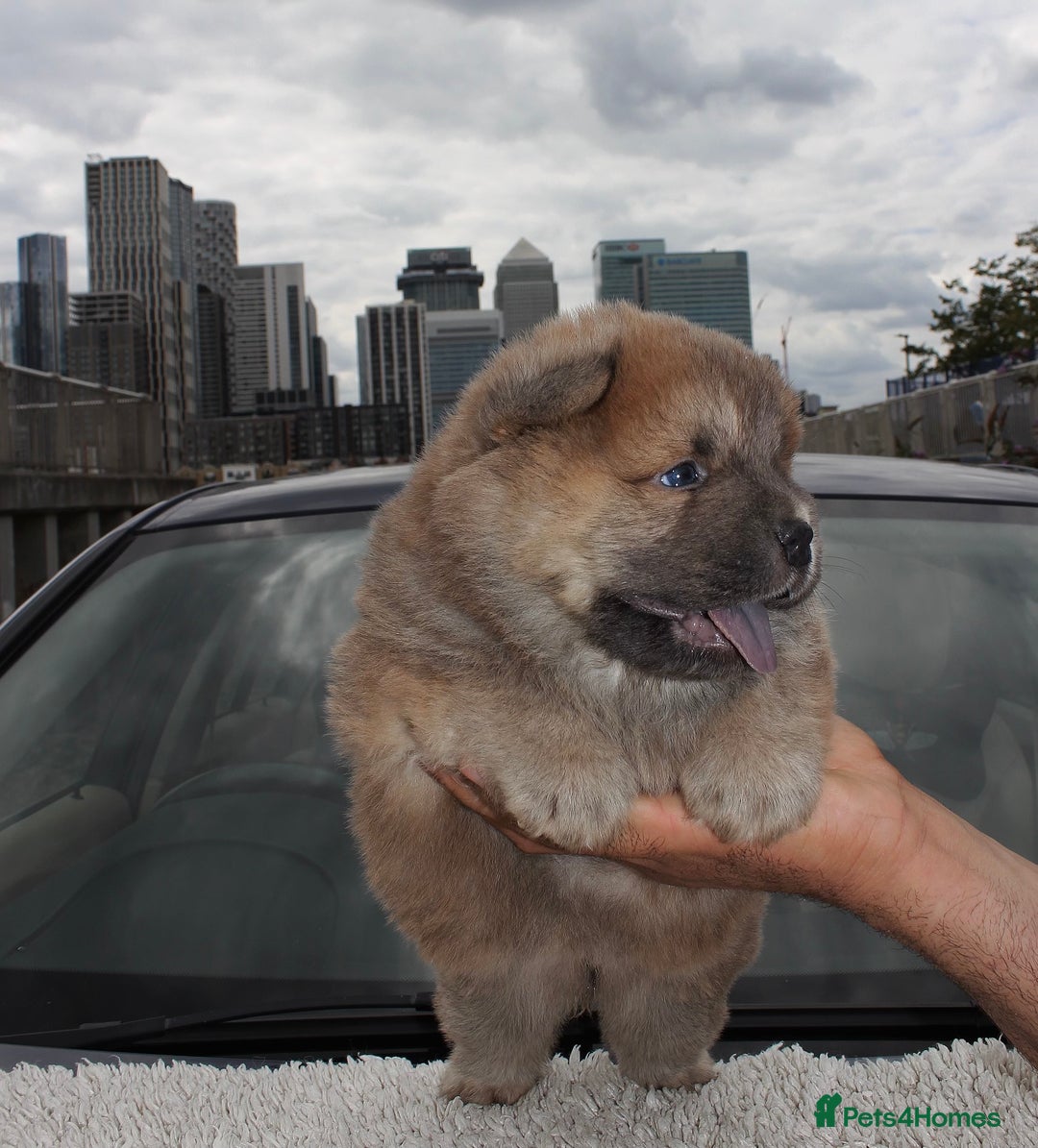 Chow Chow dogs for sale: CHOC🍫LILAC🌪️Champion KC reg🏆 pedigree chow chow - Image 16