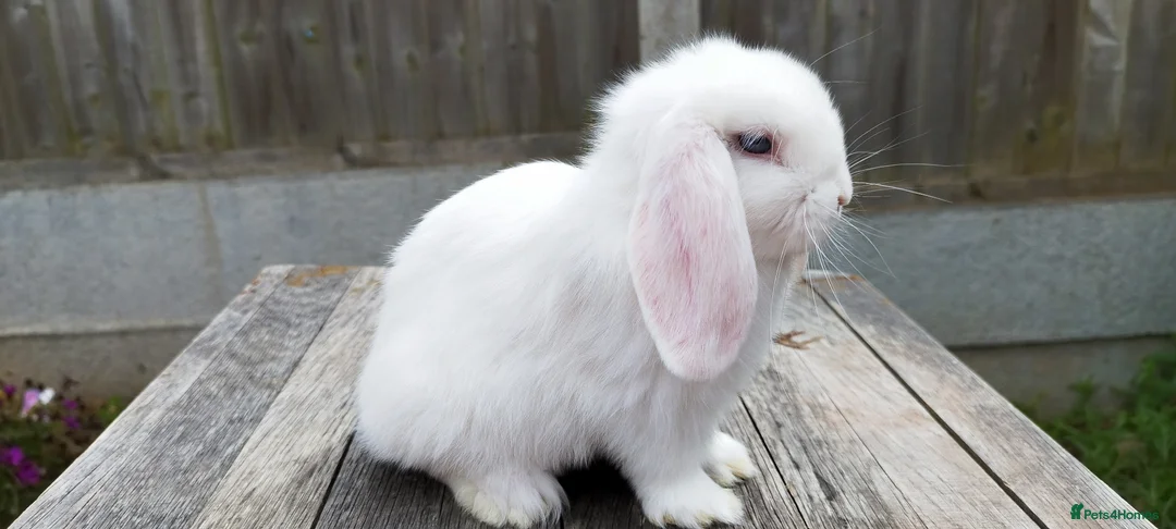 Mini Lop rabbits for sale: 8 weeks old Mini lop bunnies ( Updated:14/06/26) - Advert 2