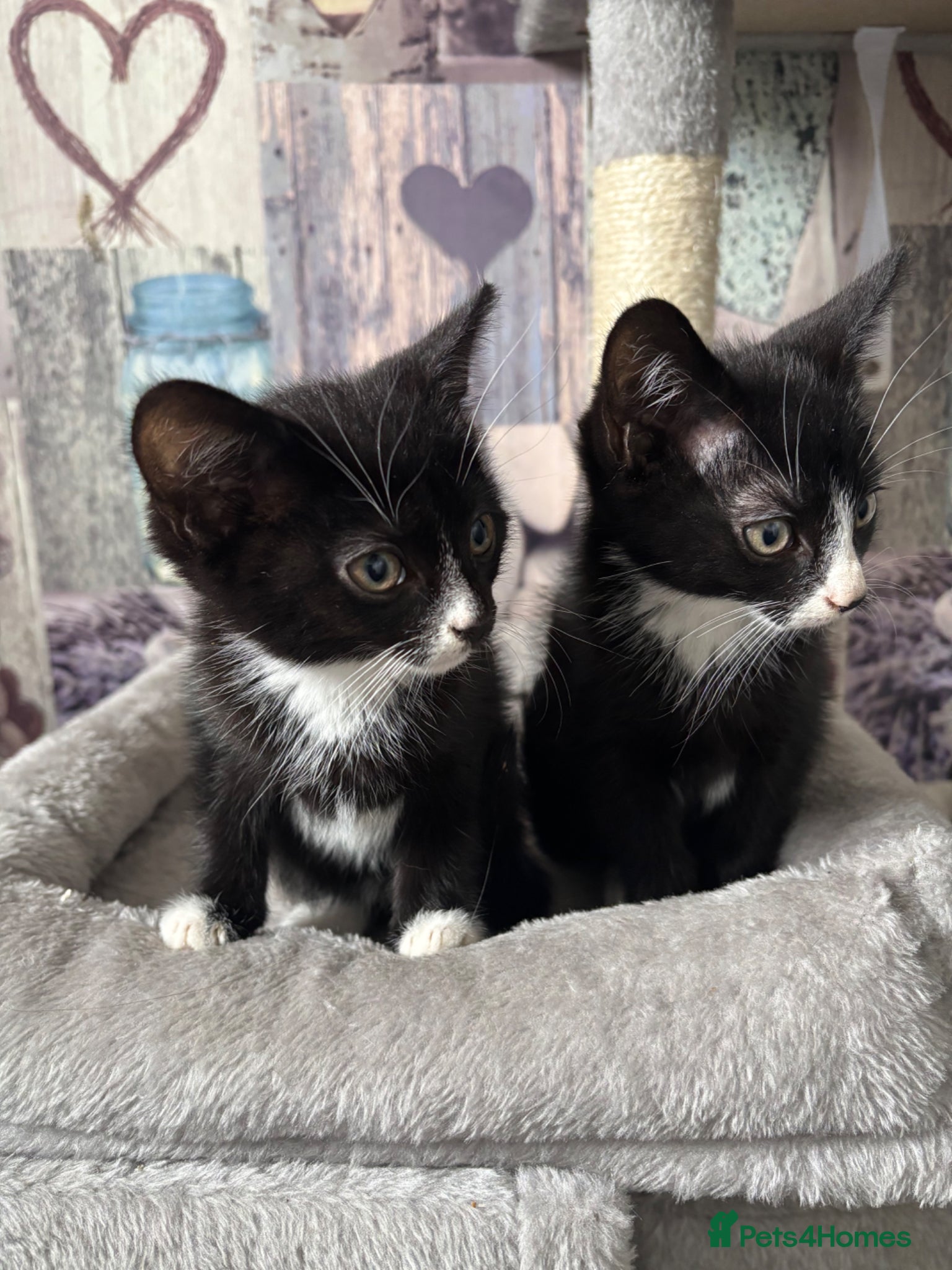 Mixed Breed cats Sweet little kittens STILL AVAILABLE  - Advert 5
