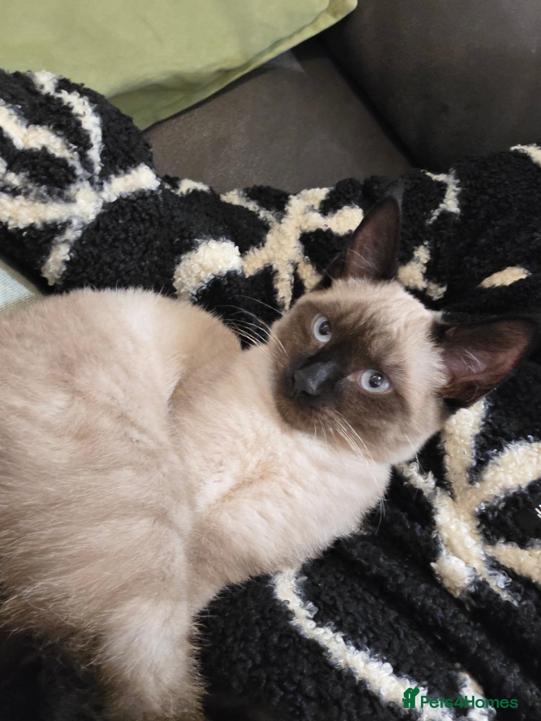 Mixed Breed cats for sale: Gorgeous spynx/ragdoll kitten for sale - Advert 8