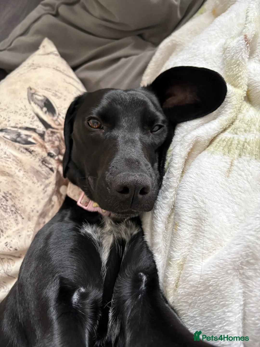 Springador dogs for sale: Springador 1 year old in Chester-le-Street - Advert 2