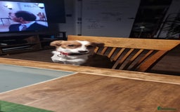 Mixed Breed dogs for sale: Roo - Lovely Small Dog - Image 10