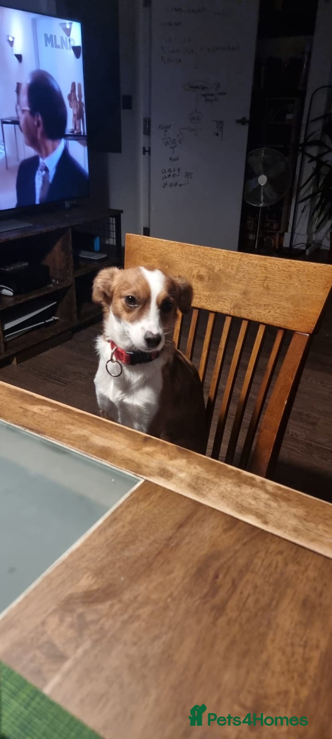 Mixed Breed dogs for sale: Roo - Lovely Small Dog - Image 10