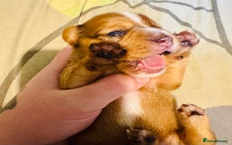 Mixed Breed dogs for sale: Beautiful Dachshunds for sale  - Image 21