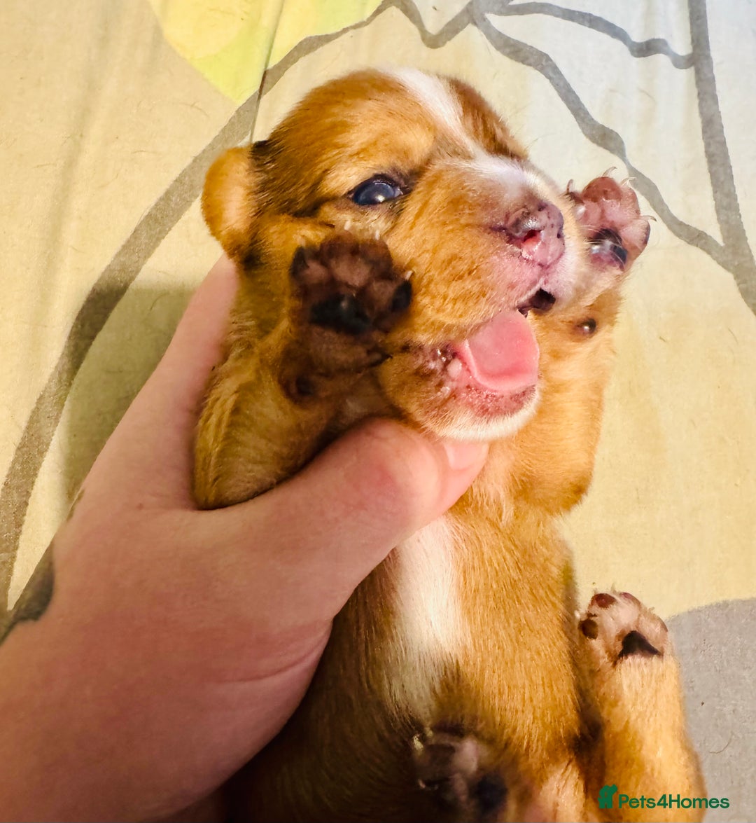 Mixed Breed dogs for sale: Beautiful Dachshunds for sale  - Image 21