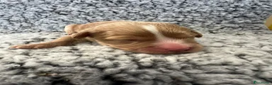 Cavapoochon 2
