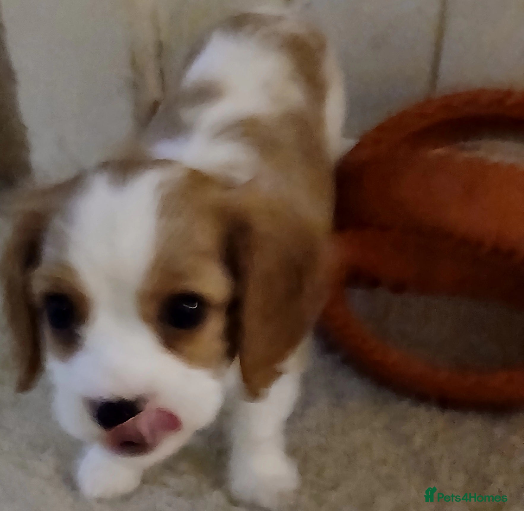 Cavalier King Charles Spaniel dogs Beautiful Blenheim Cavalier King Charles Spaniels! - Advert 17